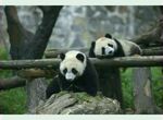 熊猫图片素材