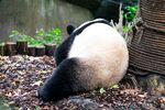 熊猫图片
