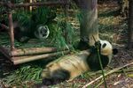 熊猫图片