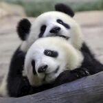 熊猫panda图片