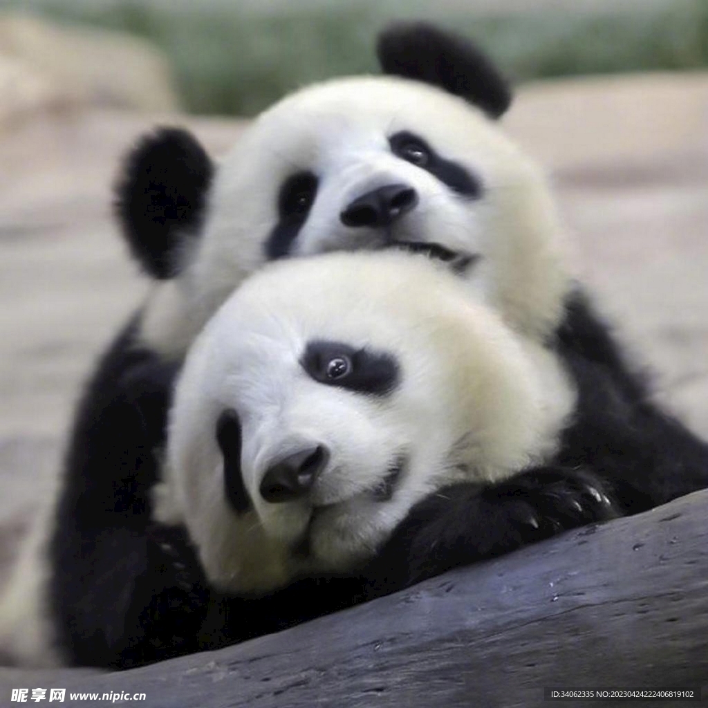 熊猫panda图片