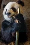 熊猫图片