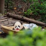 熊猫图片