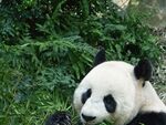熊猫图片