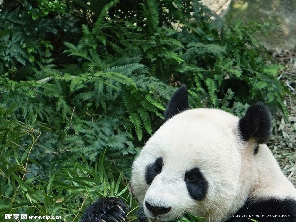 熊猫图片