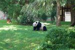 熊猫图片