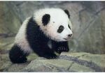 熊猫panda图片