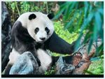 熊猫图片