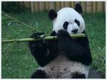 熊猫panda图片