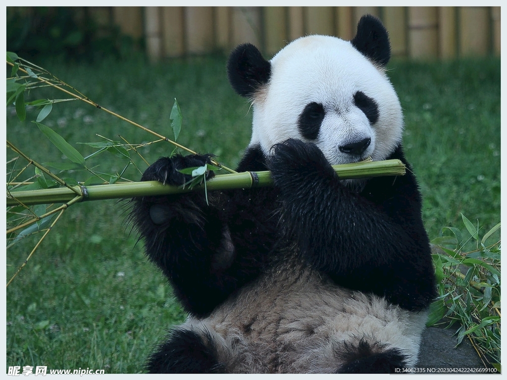熊猫panda图片
