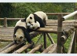 熊猫panda图片