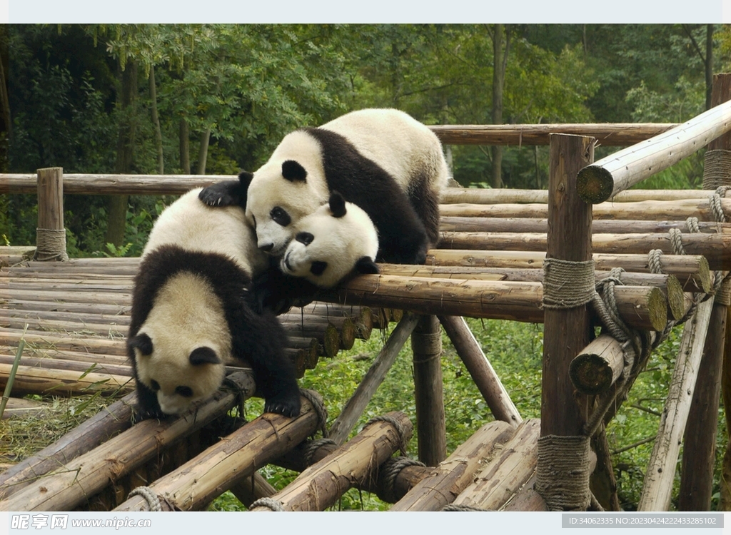 熊猫panda图片