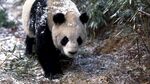 熊猫图片
