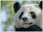 熊猫图片