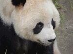 熊猫panda图片