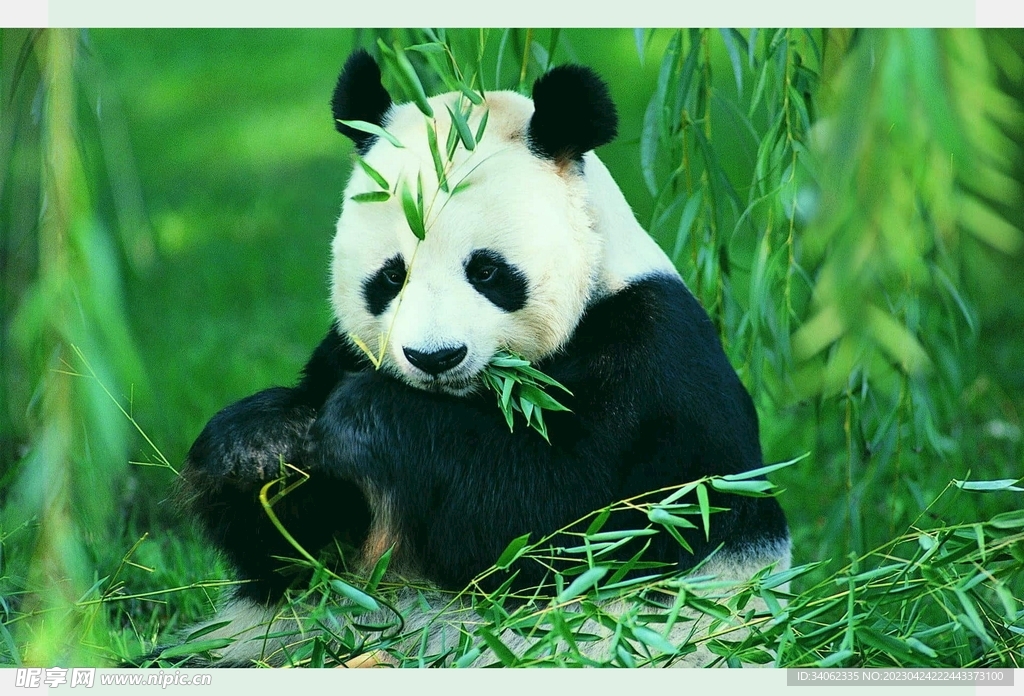 熊猫图片