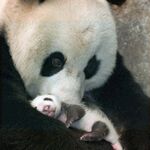 熊猫panda图片