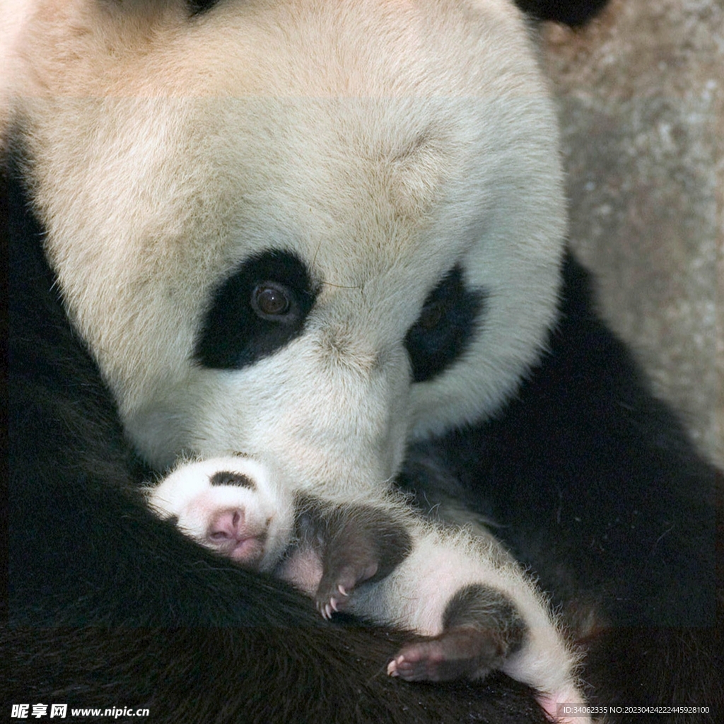 熊猫panda图片