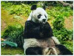 熊猫panda图片
