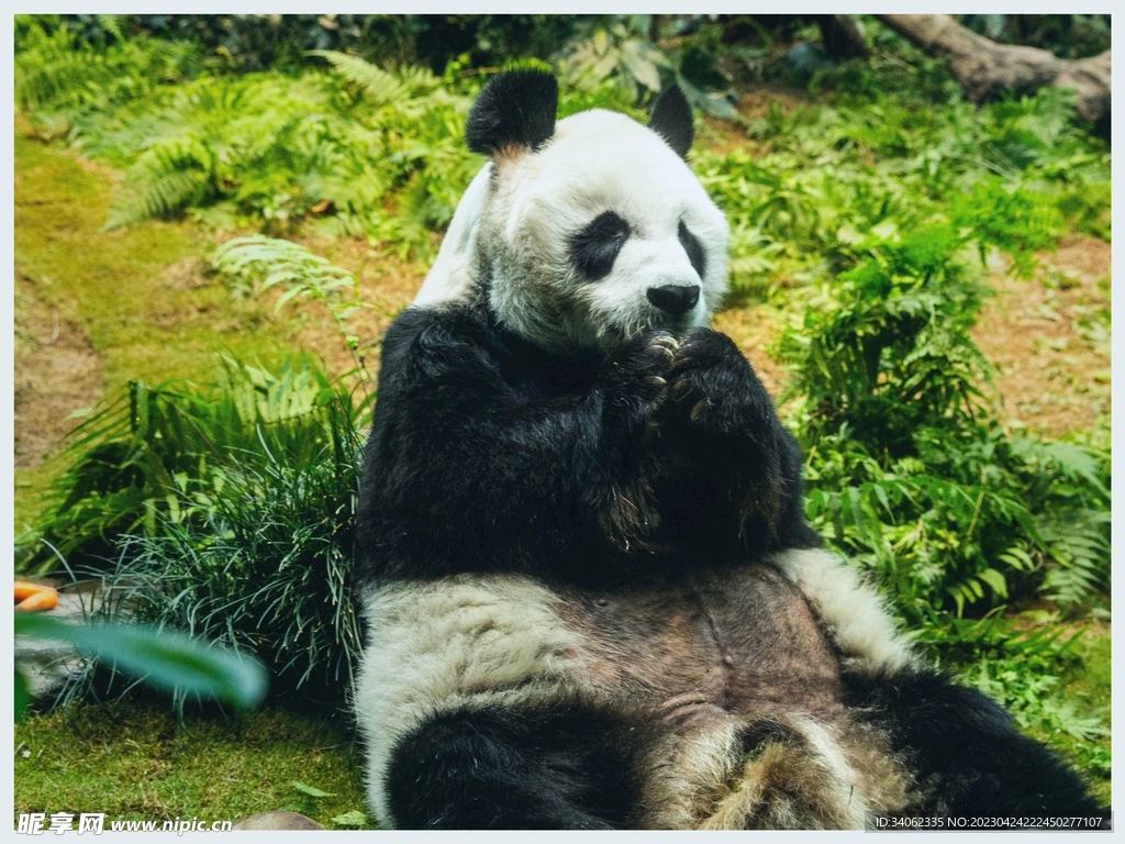 熊猫panda图片