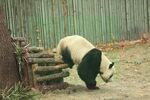 熊猫panda图片
