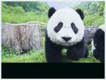 熊猫panda图片
