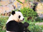 熊猫panda图片