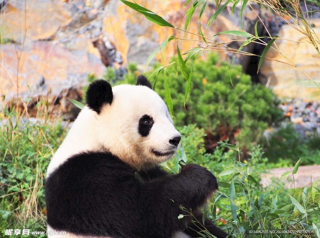 熊猫panda图片