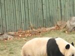 熊猫panda图片