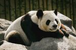 熊猫panda图片