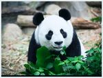 熊猫panda图片