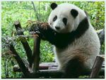 熊猫panda图片