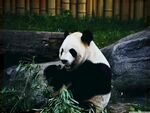 熊猫panda图片