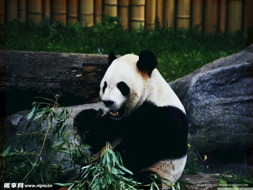 熊猫panda图片