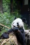熊猫panda图片
