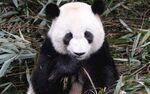 熊猫panda图片