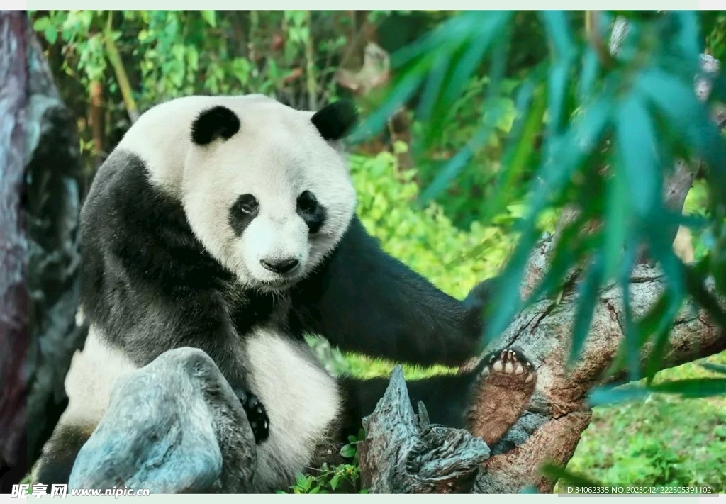 熊猫panda图片摄影图__野生动物_生物世界_摄影图库_昵图网nipic.com