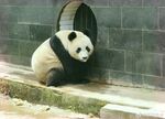 熊猫panda图片