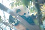 熊猫panda图片