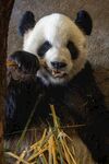 熊猫panda图片