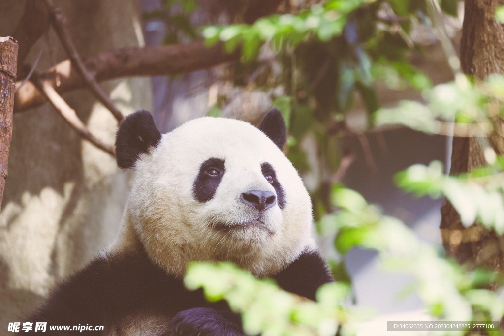 熊猫panda图片