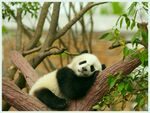 熊猫panda图片