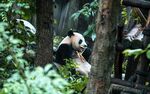 熊猫panda图片