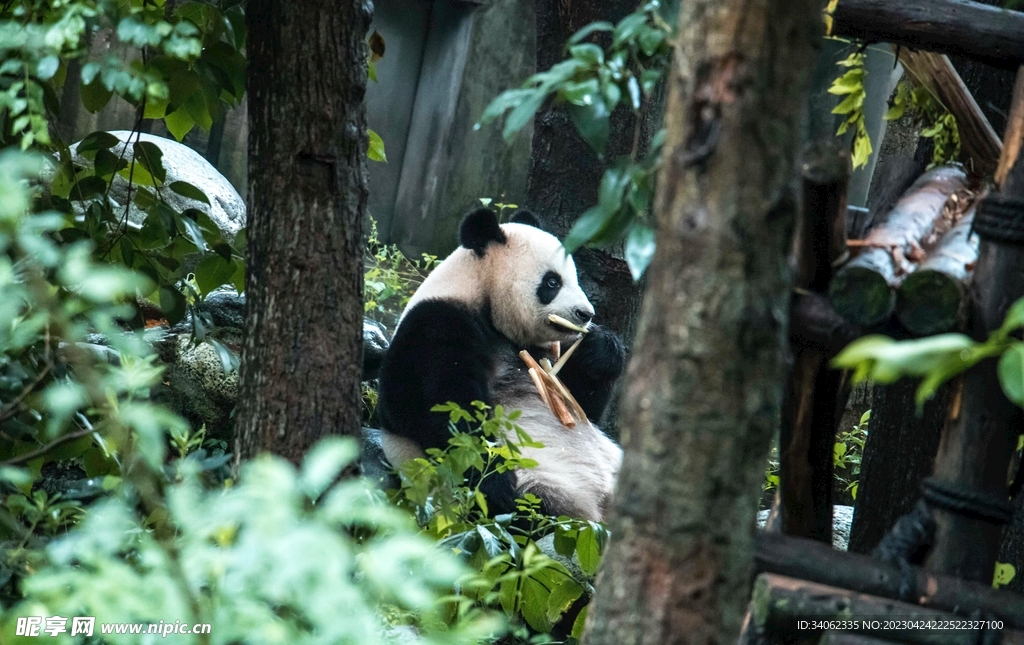 熊猫panda图片