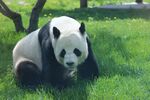 熊猫panda图片