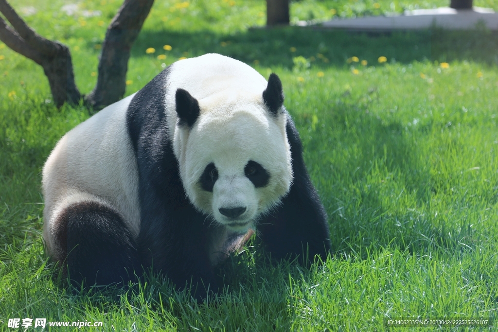 熊猫panda图片