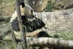 熊猫panda图片