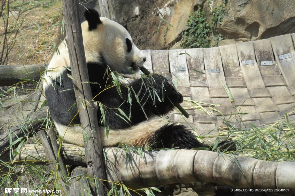 熊猫panda图片