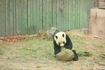 熊猫panda图片