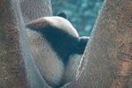 熊猫panda图片